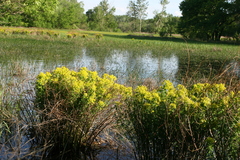 Euphorbia palustris
