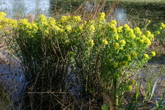 Euphorbia palustris