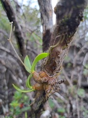 Bulbophyllum