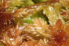 Sphagnum