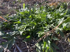 Ratibida columnifera