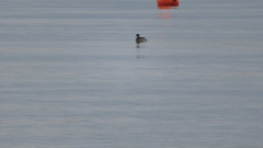 Podiceps nigricollis