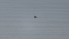 Podiceps nigricollis