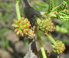 Vachellia luederitzii