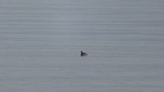 Podiceps nigricollis