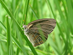 Neonympha areolatus