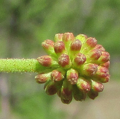 Vachellia luederitzii