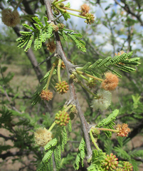 Vachellia luederitzii