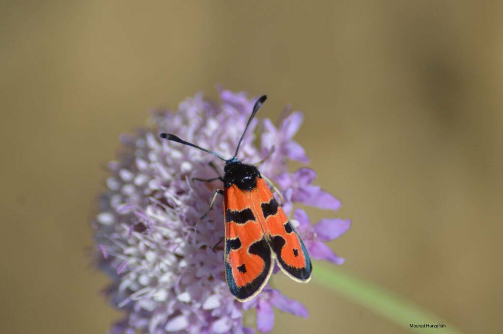 Zygaena algira