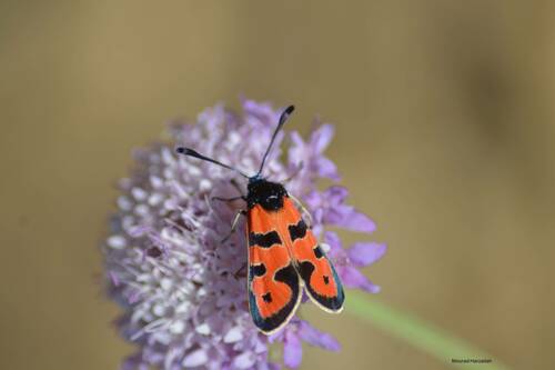 Zygaena algira
