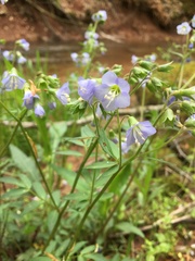 Polemonium reptans