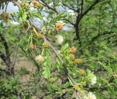 Vachellia luederitzii