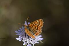 Euphydryas aurinia