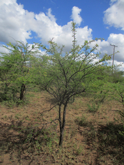 Vachellia luederitzii