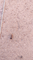 Hodotermes mossambicus