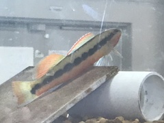 Percina aurantiaca