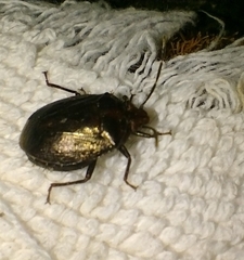 Antiteuchus