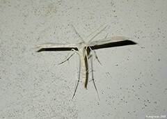Pterophorini