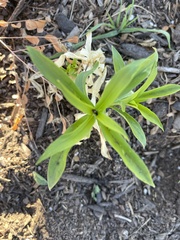 Ditaxis humilis