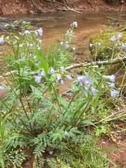 Polemonium reptans