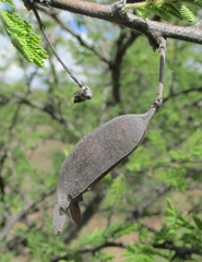 Vachellia luederitzii