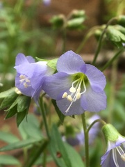 Polemonium reptans