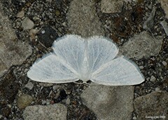 Lomographa vestaliata
