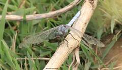 Orthetrum chrysostigma