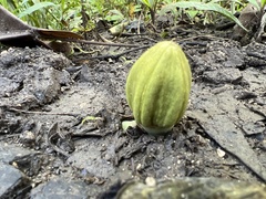 Theobroma cacao