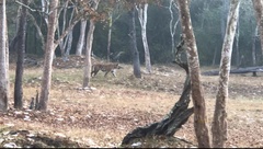 Panthera tigris tigris