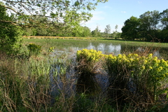 Euphorbia palustris