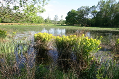 Euphorbia palustris