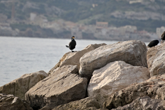 Phalacrocorax carbo