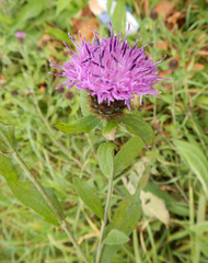 Centaurea nigra