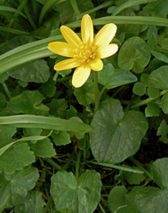 Ficaria verna