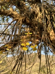 Trichocentrum brachyphyllum