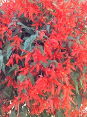 Begonia boliviensis