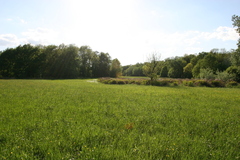 Euphorbia palustris