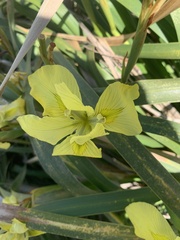 Moraea