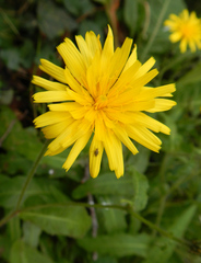 Picris japonica