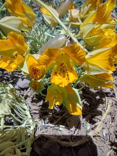 Tropaeolum polyphyllum, photograph 6
