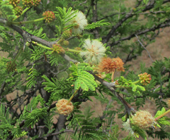 Vachellia luederitzii