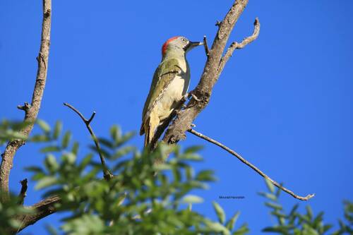 Pito bereber (Picus vaillantii)