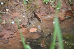 Fejervarya multistriata