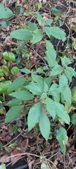 Fuchsia boliviana
