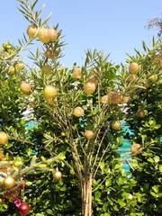 Gomphocarpus physocarpus