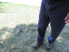 Sciurus carolinensis