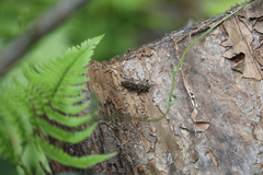 Chalcophora japonica japonica