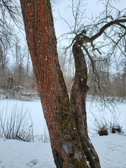Trentepohlia