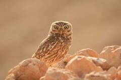 Athene noctua